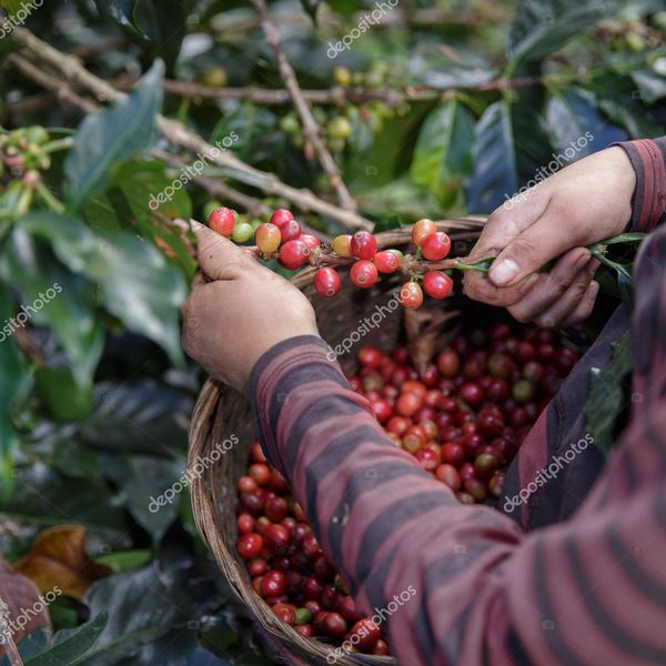 Petani memanen ceri kopi merah