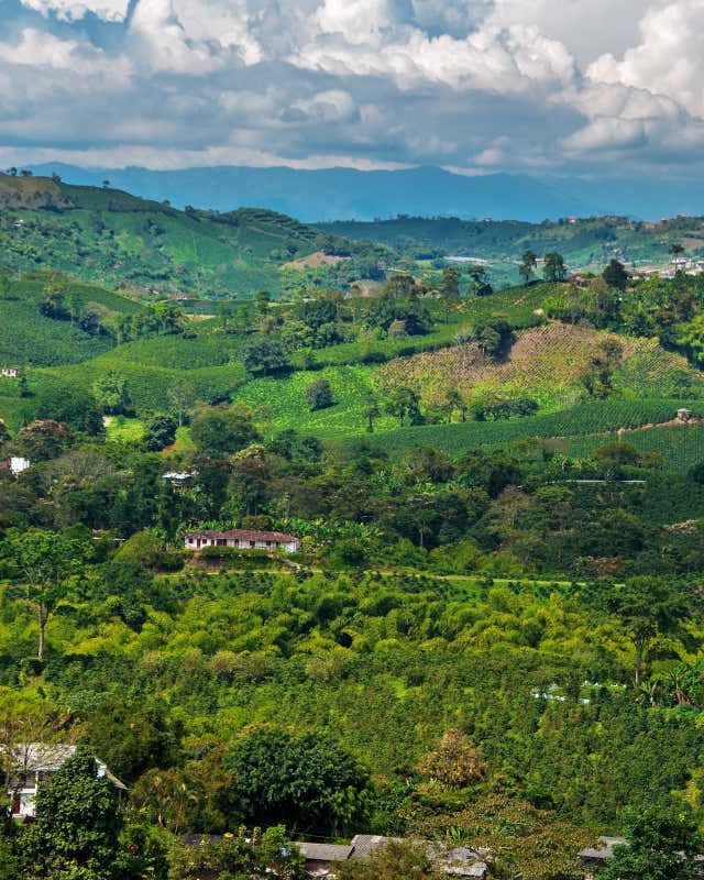 Kebun kopi di lereng dataran tinggi