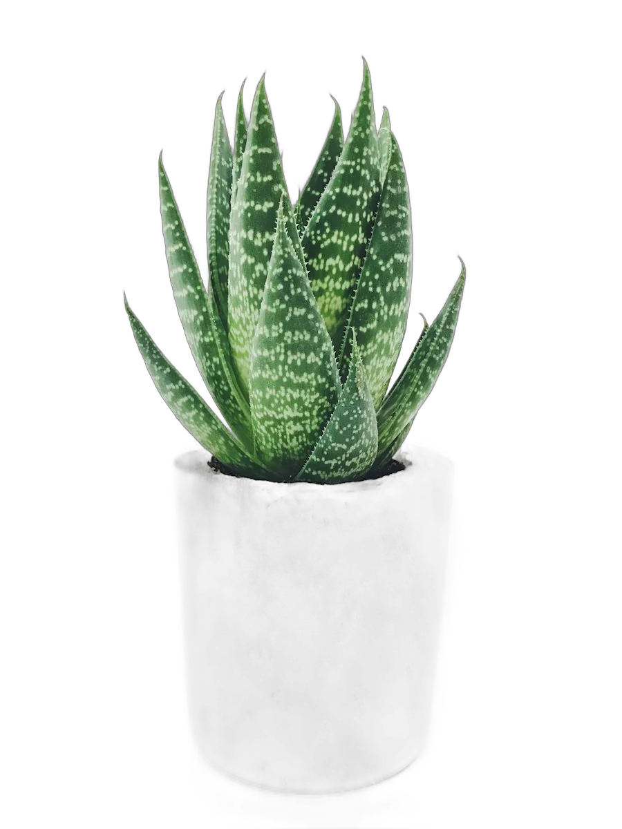 Aloe variegata dalam pot beton