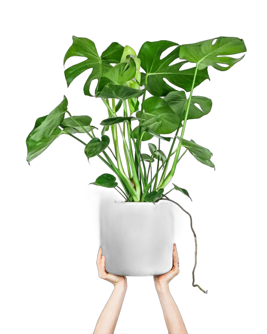 Monstera deliciosa daun lebar dalam pot putih