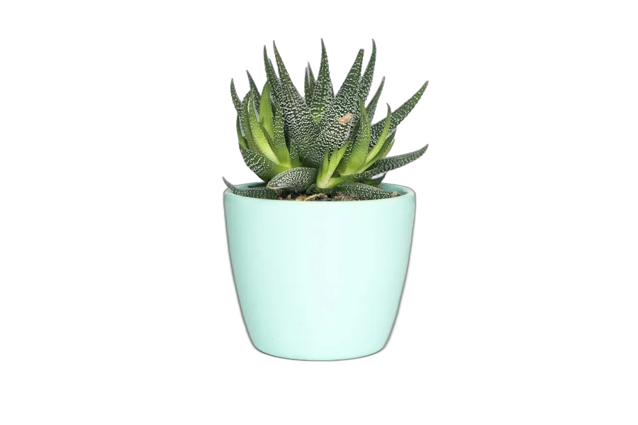 Haworthia zebra dalam pot mint